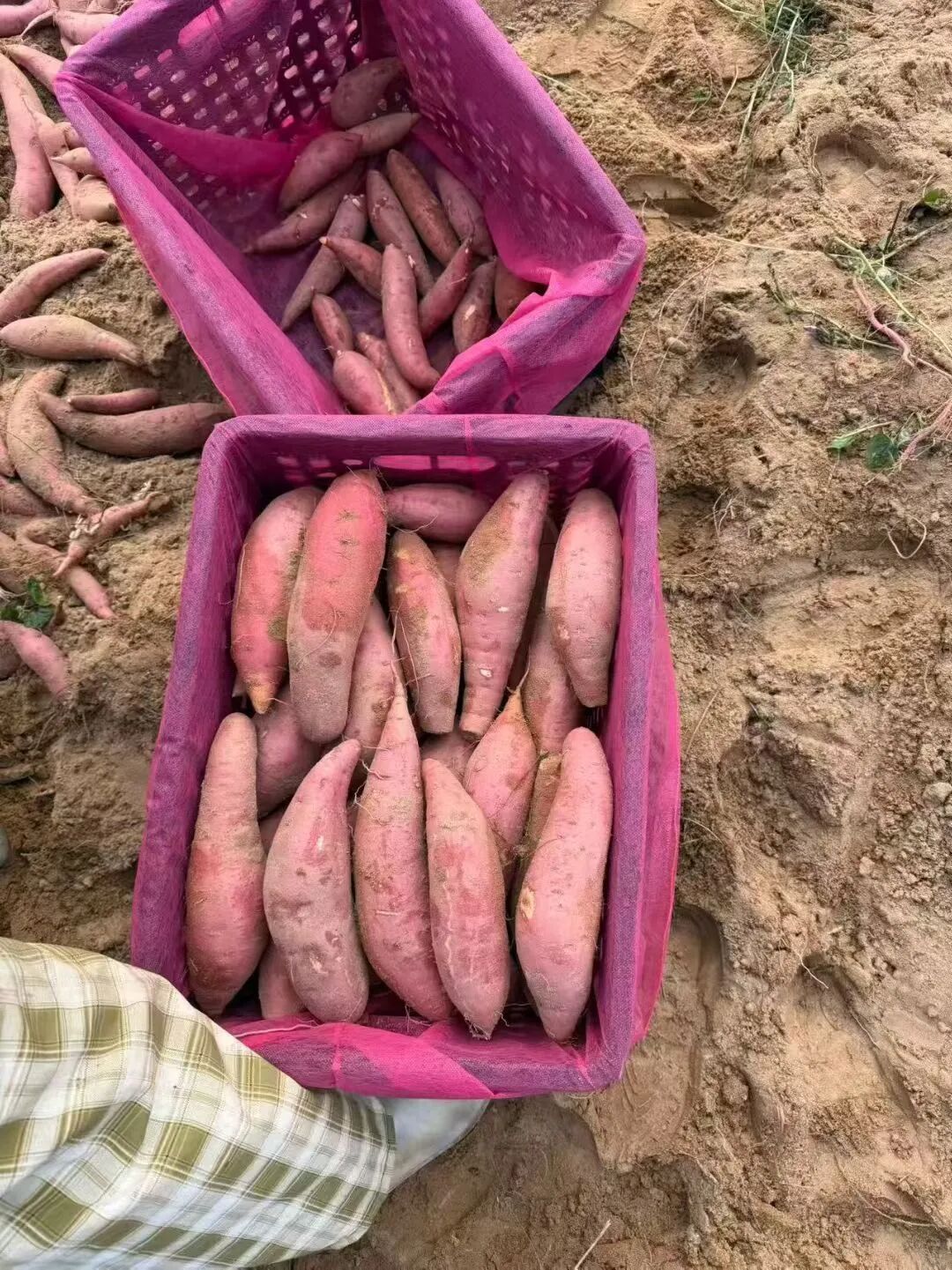 696